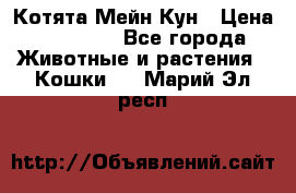 Котята Мейн Кун › Цена ­ 15 000 - Все города Животные и растения » Кошки   . Марий Эл респ.